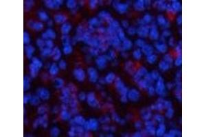Immunofluorescence analysis of Mouse spleen tissue using CBX3 Monoclonal Antibody at dilution of 1:200. (CBX3 antibody)