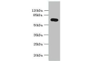 Western blot All lanes: KCNS2 antibody at 4 μg/mL + Mouse eye tissue Secondary Goat polyclonal to rabbit IgG at 1/10000 dilution Predicted band size: 54 kDa Observed band size: 54 kDa (KCNS2 antibody  (AA 1-183))