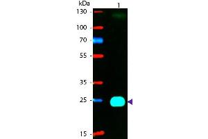 Western blot of Phycoerythrin conjugated Goat F(ab’)2 Anti-Mouse IgG F(ab’)2 Pre-Adsorbed secondary antibody. (Goat anti-Mouse IgG (F(ab')2 Region) Antibody (PE) - Preadsorbed)