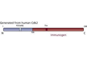 Image no. 3 for anti-Cyclin-Dependent Kinase 2 (CDK2) (AA 109-298) antibody (ABIN967777)