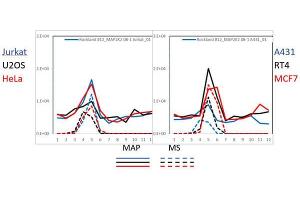 PAGE-MAP (microsphere affinity proteomics) of Rabbit Anti-MEK2/MAP2K2 Antibody (Catalog Number: 600-401-GQ2, Lot Number: 36409). (MEK2 antibody  (C-Term))