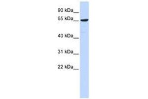 Image no. 1 for anti-Early B-Cell Factor 4 (EBF4) (AA 107-156) antibody (ABIN6740319) (EBF4 antibody  (AA 107-156))