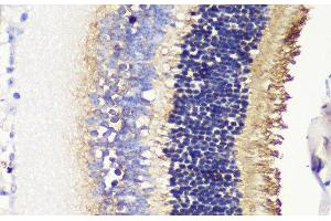 Immunohistochemistry of paraffin-embedded Mouse retina using PDC Polyclonal Antibody at dilution of 1:200 (40x lens). (Phosducin antibody)