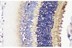 Immunohistochemistry of paraffin-embedded Mouse retina using PDC Polyclonal Antibody at dilution of 1:200 (40x lens).