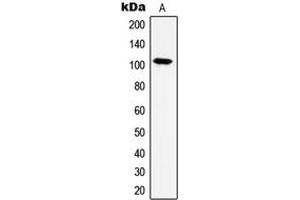 Western blot analysis of HSPH1 expression in HeLa (A) whole cell lysates. (HSPH1 antibody  (C-Term))