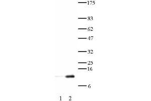 Histone H4 acetyl Lys12 antibody tested by Western blot. (Histone H4 antibody  (acLys12))