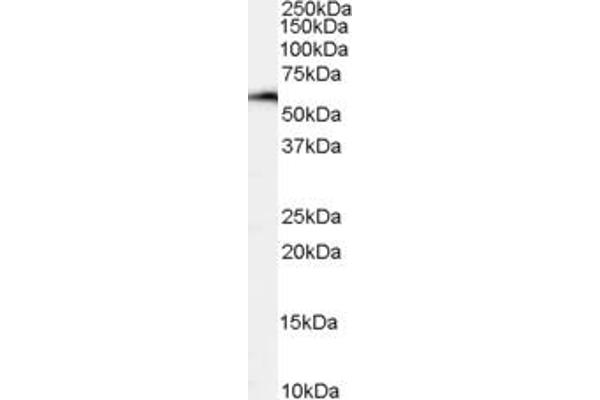 NFIL3 antibody  (C-Term)