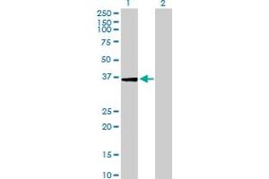 Western Blot analysis of USP24 expression in transfected 293T cell line by USP24 MaxPab polyclonal antibody. (USP24 antibody  (AA 1-309))