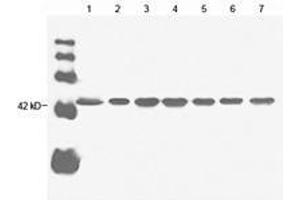 Lane 1: 20 µg Hela cell lysate Lane 2: 20 µg sp2/0 cell lysate Lane 3: 20 µg goat muscle lysate Lane 4: 20 µg rabbit muscle lysate Lane 5: 20 µg chicken muscle lysate Lane 6: 20 µg CHO cell lysate Lane 7: 20 µg fish muscle lysate Primary antibody: 1 µg/mL Anti-beta-actin Monoclonal Antibody (Mouse) (ABIN396859) Secondary antibody: Goat Anti-Mouse IgG (H&L) [HRP] Polyclonal Antibody (ABIN398387, 1: 20,000) (beta Actin antibody)