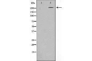 AKAP13 antibody  (Internal Region)