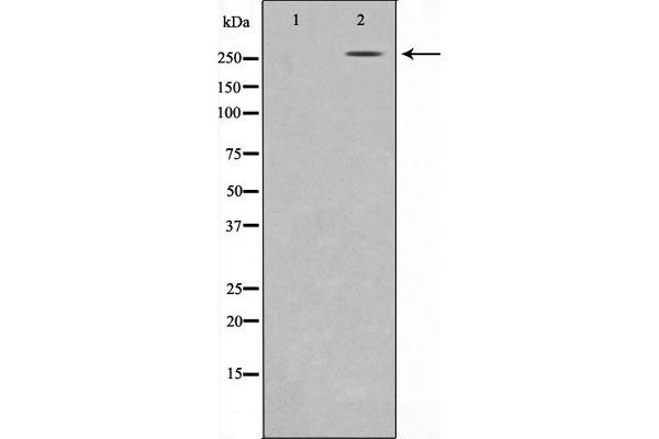 AKAP13 antibody  (Internal Region)