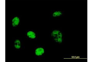 Immunofluorescence of purified MaxPab antibody to PPP1R7 on HeLa cell. (PPP1R7 antibody  (AA 1-360))