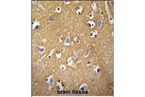 BCAN antibody (C-term) (ABIN652096 and ABIN2840547) immunohistochemistry analysis in formalin fixed and paraffin embedded human brain tissue followed by peroxidase conjugation of the secondary antibody and DAB staining. (BCAN antibody  (C-Term))