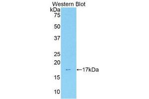 Western Blotting (WB) image for anti-Annexin A3 (ANXA3) (AA 184-318) antibody (ABIN1176347) (Annexin A3 antibody  (AA 184-318))
