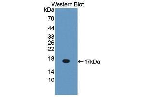 Western Blotting (WB) image for anti-Bactericidal/Permeability Increasing Protein (BPI) (AA 320-457) antibody (ABIN1866935) (BPI antibody  (AA 320-457))