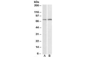 Western blot testing of HepG2 [A] and K562 [B] lysates with CYP2B6 antibody at 0. (CYP2B6 antibody)