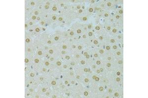 RCC1 antibody  (AA 1-240)