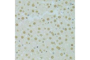 Immunohistochemistry of paraffin-embedded rat liver using RCC1 antibody. (RCC1 antibody  (AA 1-240))