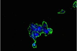 Immunofluorescent analysis of 293 cells using ABIN7153637 at dilution of 1:100 and Alexa Fluor 488-congugated AffiniPure Goat Anti-Rabbit IgG(H+L) (GJC1 antibody  (AA 247-396))