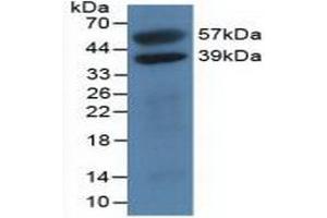 Western blot analysis of recombinant Human H2AFY. (H2AFY antibody  (AA 109-369))