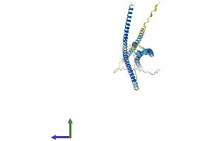 AlphaFold protein structure predicition of Mouse Recombinant Lrrfip2 Protein, UniprotID Q91WK0