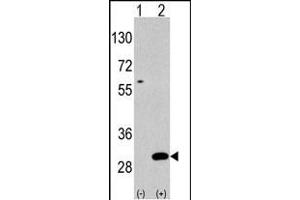Western blot analysis of UBTD1(arrow) using rabbit polyclonal UBTD1 Antibody (C-term ) polyclonal antibody (ABIN387937 and ABIN2844471). (UBTD1 antibody  (C-Term))