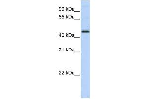 WB Suggested Anti-DEK Antibody Titration:  0. (DEK antibody  (Middle Region))