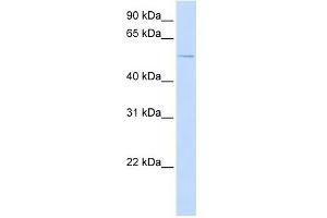 ACVR1 antibody used at 1 ug/ml to detect target protein. (ACVR1 antibody  (N-Term))