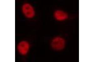 ABIN6274380 staining 293 cells by IF/ICC. (NFIL3 antibody  (C-Term))