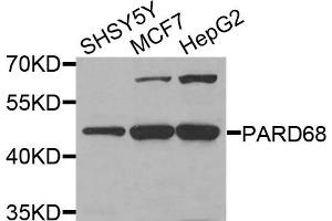 Western blot analysis of extracts of various cells, using PARD6B antibody. (PARD6B antibody)