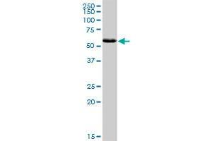 T-Box 22 antibody  (AA 1-520)