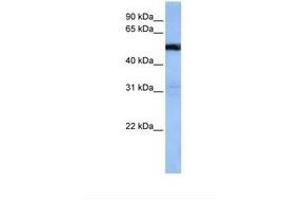 Image no. 1 for anti-TRAF3 Interacting Protein 3 (TRAF3IP3) (AA 212-261) antibody (ABIN6738646)