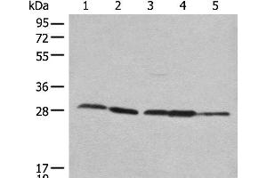 Western blot analysis of 293T Hela 231 HEPG2 and A431 cell lysates using RPL14 Polyclonal Antibody at dilution of 1:800 (RPL14 antibody)