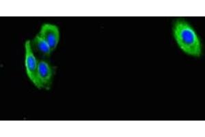 Immunofluorescent analysis of HepG2 cells using ABIN7166464 at dilution of 1:100 and Alexa Fluor 488-congugated AffiniPure Goat Anti-Rabbit IgG(H+L) (PAR1 antibody  (AA 42-102))
