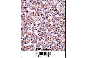 TAGLN2 Antibody immunohistochemistry analysis in formalin fixed and paraffin embedded human liver tissue followed by peroxidase conjugation of the secondary antibody and DAB staining. (TAGLN2 antibody  (C-Term))