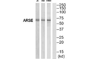 Western blot analysis of extracts from K562/293/Jurkat cells, using ARSE antibody. (Arylsulfatase E antibody  (Internal Region))