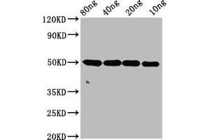 Western Blot Positive WB detected in Recombinant protein All lanes: ntpcr antibody at 4 μg/mL Secondary Goat polyclonal to rabbit IgG at 1/50000 dilution Predicted band size: 50 kDa Observed band size: 50 kDa (C1orf57 antibody  (AA 1-185))