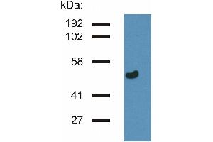 Western blotting analysis of gamma-Tubulin in porcine brain lysate by antibody TU-32 . (TUBG1 antibody  (AA 434-449))