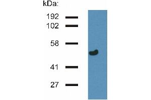 Western blotting analysis of gamma-Tubulin in porcine brain lysate by antibody TU-32 .