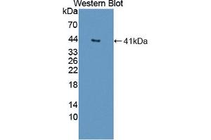 Figure. (Deoxyribonuclease II (AA 19-360) antibody)