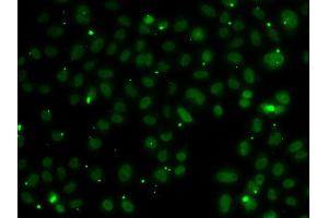 Immunofluorescence analysis of A549 cell using NSL1 antibody. (NSL1 antibody)