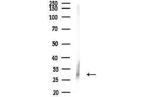 Western blot analysis of lysates from Mouse liver, using Phospho-TMS1/ASC (Ser195) Antibody at 1/1000 dilution.