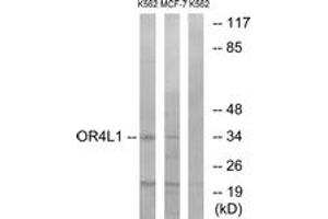 Western blot analysis of extracts from K562/MCF-7 cells, using OR4L1 Antibody. (OR4L1 antibody  (AA 262-311))