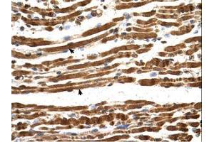 Image no. 1 for anti-N(alpha)-Acetyltransferase 16, NatA Auxiliary Subunit (NAA16) (AA 351-400) antibody (ABIN6738519) (NARG1L antibody  (AA 351-400))