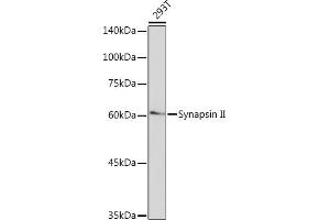 Western blot analysis of extracts of 293T cells, using Synapsin II Rabbit mAb (ABIN7270662) at 1:1000 dilution.