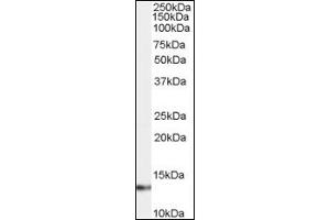 Image no. 2 for anti-S100 Calcium Binding Protein A4 (S100A4) (C-Term) antibody (ABIN372752) (s100a4 antibody  (C-Term))
