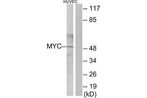 Western Blotting (WB) image for anti-Myc Proto-Oncogene protein (MYC) (C-Term) antibody (ABIN1849099) (c-MYC antibody  (C-Term))