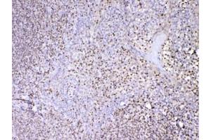 IHC testing of FFPE human tonsil tissue with PAX5 antibody at 1ug/ml. (PAX5 antibody)