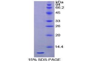 SDS-PAGE (SDS) image for Heat Shock 70kDa Protein 8 (HSPA8) (AA 534-615) protein (His tag) (ABIN1079815) (Hsc70 Protein (AA 534-615) (His tag))