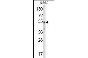 Western blot analysis of WDSUB1 Antibody (Center) (ABIN652763 and ABIN2842501) in K562 cell line lysates (35 μg/lane).
